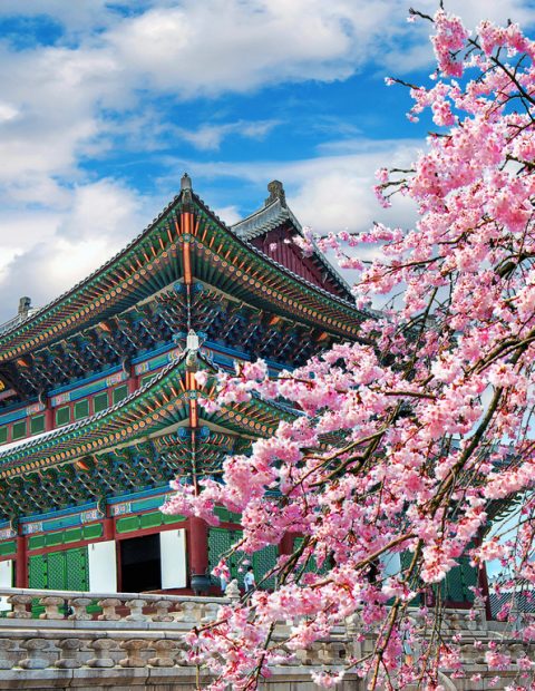 Cherry blossoms in spring, Seoul in Korea.